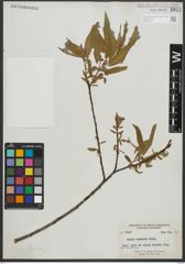 Foto von Salix rigida Muhl.